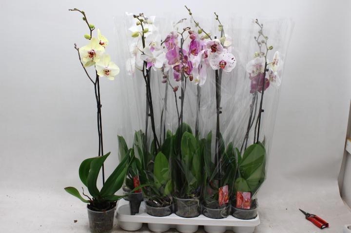 <h4>PHAL GEM</h4>