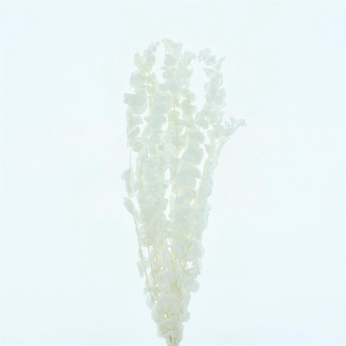 <h4>Pres Bleached Eucalyptus Baby Blue</h4>