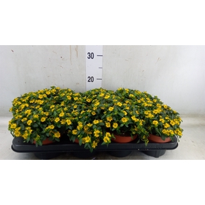 Sanvitalia  'Yellow Beauty'