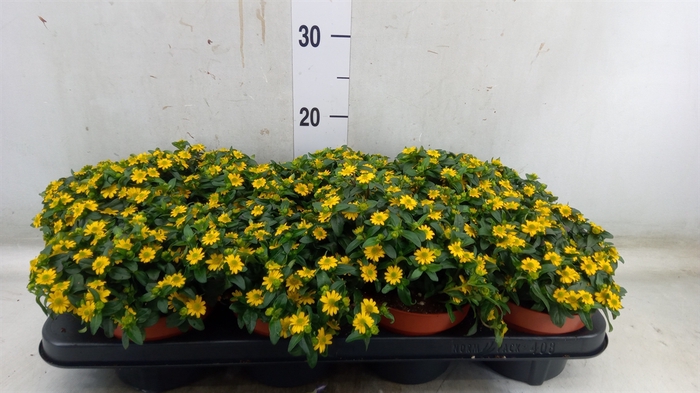 <h4>Sanvitalia  'Yellow Beauty'</h4>