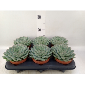 Echeveria pulidonis 'Sky Pearl'