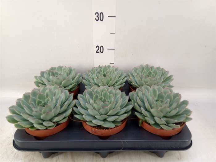 <h4>Echeveria pulidonis 'Sky Pearl'</h4>