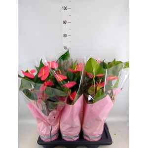 Anthurium andr. 'Maine'