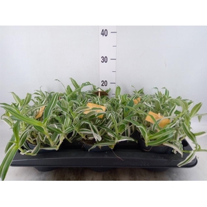 Murdannia loriformis 'Bright Star'