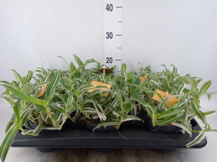 <h4>Murdannia loriformis 'Bright Star'</h4>