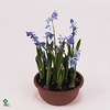 BULB SCILLA WHITE P5