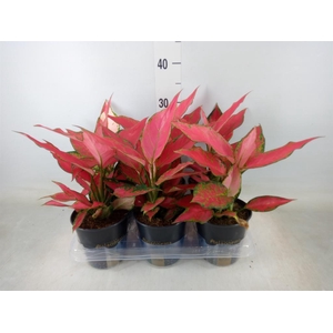Aglaonema  'Cherry Baby'