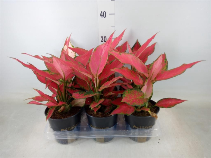 <h4>Aglaonema  'Cherry Baby'</h4>