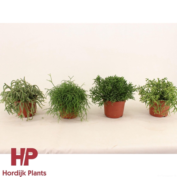 <h4>Rhipsalis gemengd</h4>