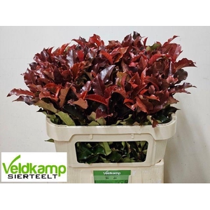 Photinia Magical Volcano