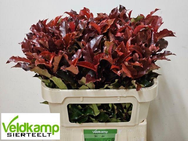 Photinia Magical Volcano