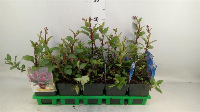 <h4>Phygelius capensis</h4>