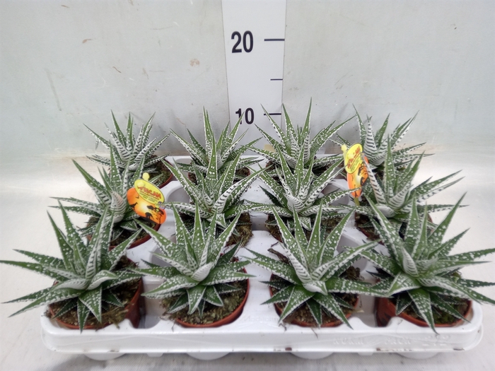 <h4>Haworthia fasciala 'Alba'</h4>