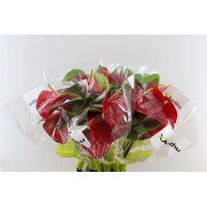 Anth A Amigo Improved