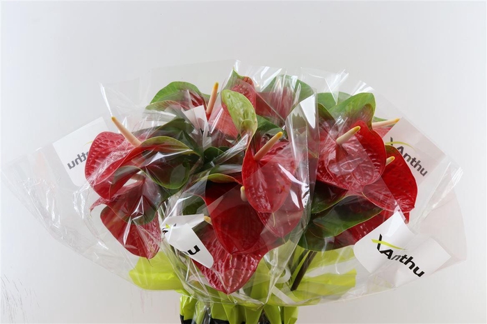 <h4>Anth A Amigo Improved</h4>