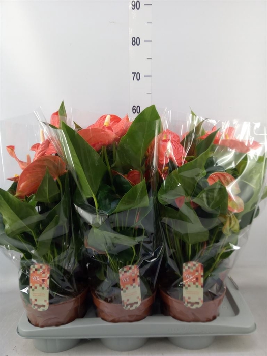 <h4>Anthurium andr. 'Sierra Orange'</h4>