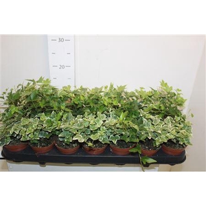 Hedera Helix Gemengd