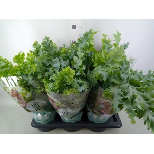 Phlebodium aureum 'Davana'