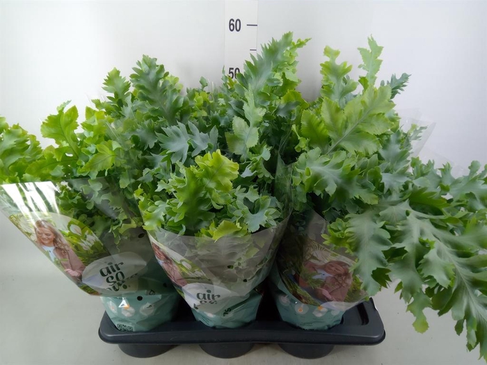 Phlebodium aureum 'Davana'