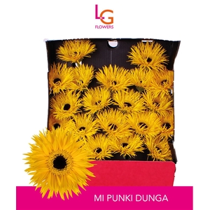 Germini Spider Dunga Diamond