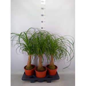 Beaucarnea recurvata