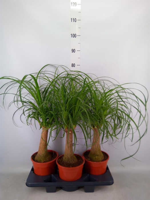<h4>Beaucarnea recurvata</h4>