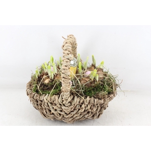 arr4 Narcis PL - Tasmand x4