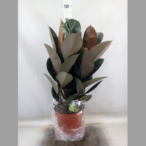 Ficus elastica 'Abidjan'