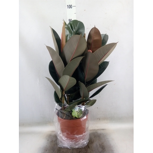 Ficus elastica 'Abidjan'