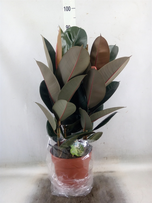 <h4>Ficus elastica 'Abidjan'</h4>