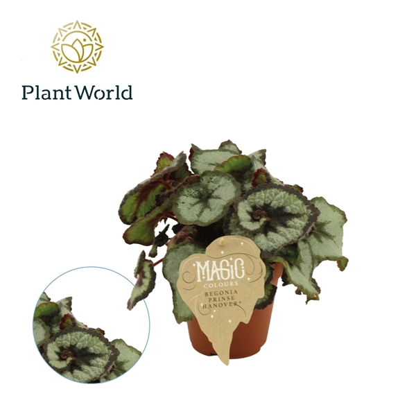 <h4>Begonia rex Prinsess Hanover</h4>
