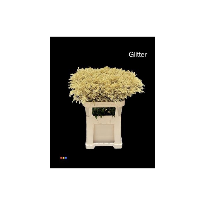 <h4>Solidago Gold + Glit 80cm Bio</h4>