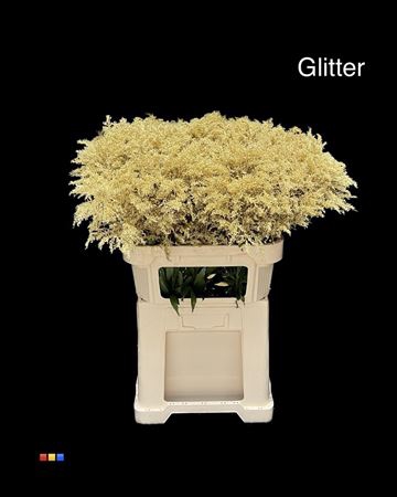 Solidago Gold + Glit 80cm Bio