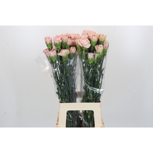 Dianthus St Creola