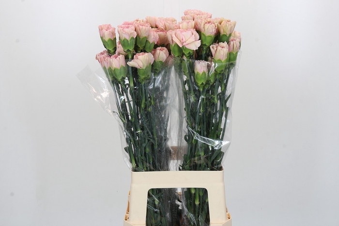 <h4>Dianthus St Creola</h4>