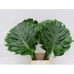 MONSTERA BLAD MONSTERA BLAD