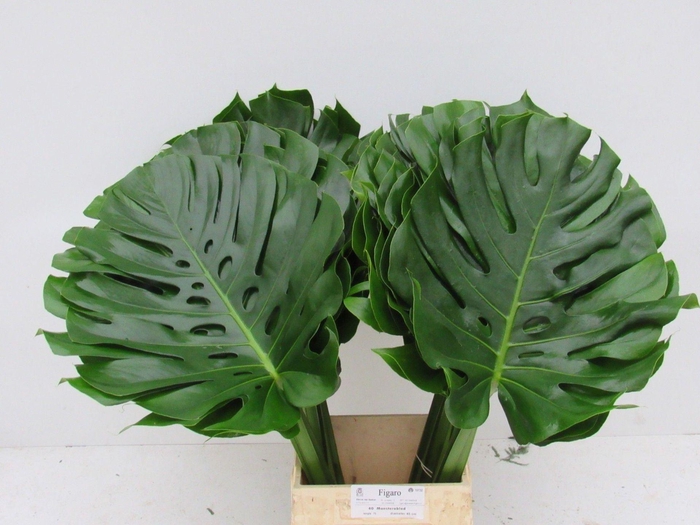 <h4>MONSTERA BLAD MONSTERA BLAD</h4>