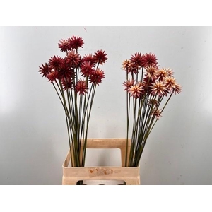 SNIJBLOEMEN OV