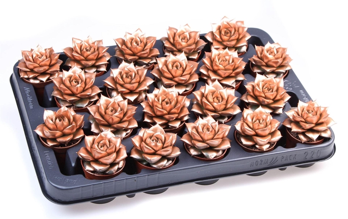 <h4>Echeveria purpusorum</h4>