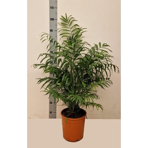 CHAMAED ELEGANS