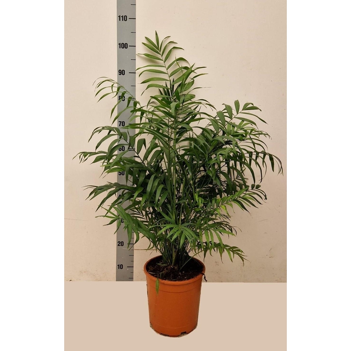 <h4>CHAMAED ELEGANS</h4>