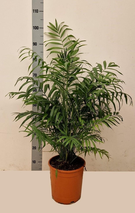 CHAMAED ELEGANS