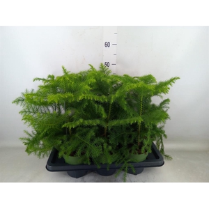 Araucaria heterophylla