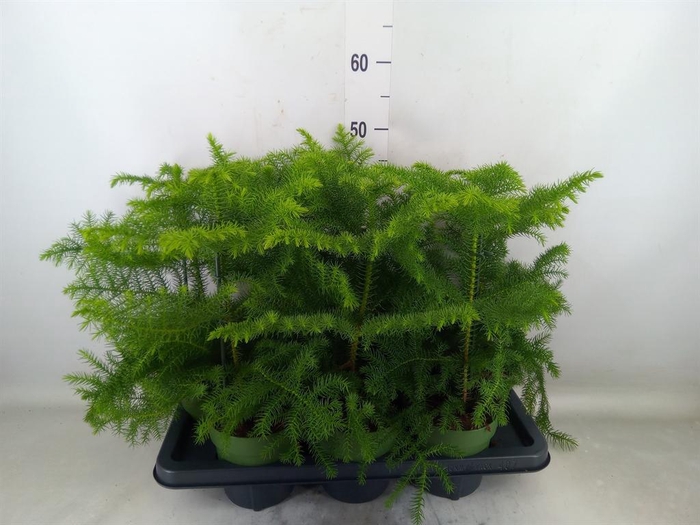 <h4>Araucaria heterophylla</h4>