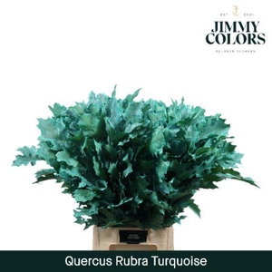 Quercus Rubra L80 Turquoise