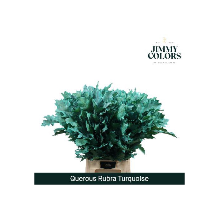 <h4>Quercus Rubra L80 Turquoise</h4>