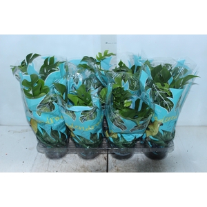 PHILODENDRON MINIMA P15