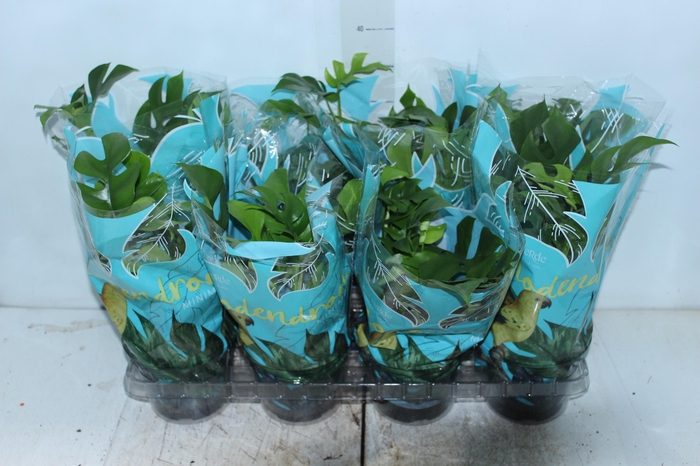 PHILODENDRON MINIMA P15