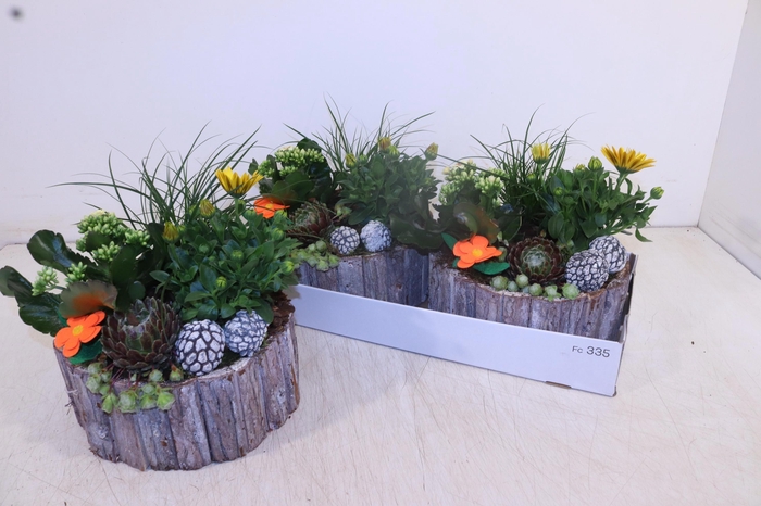 <h4>ARR TUINPLANTEN</h4>