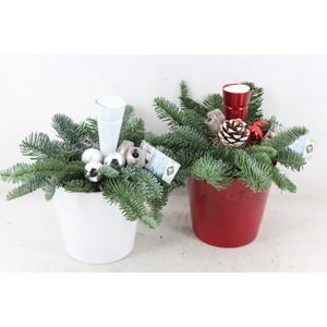 arr5 Kerst JS - Ker. pot red/white ster x6